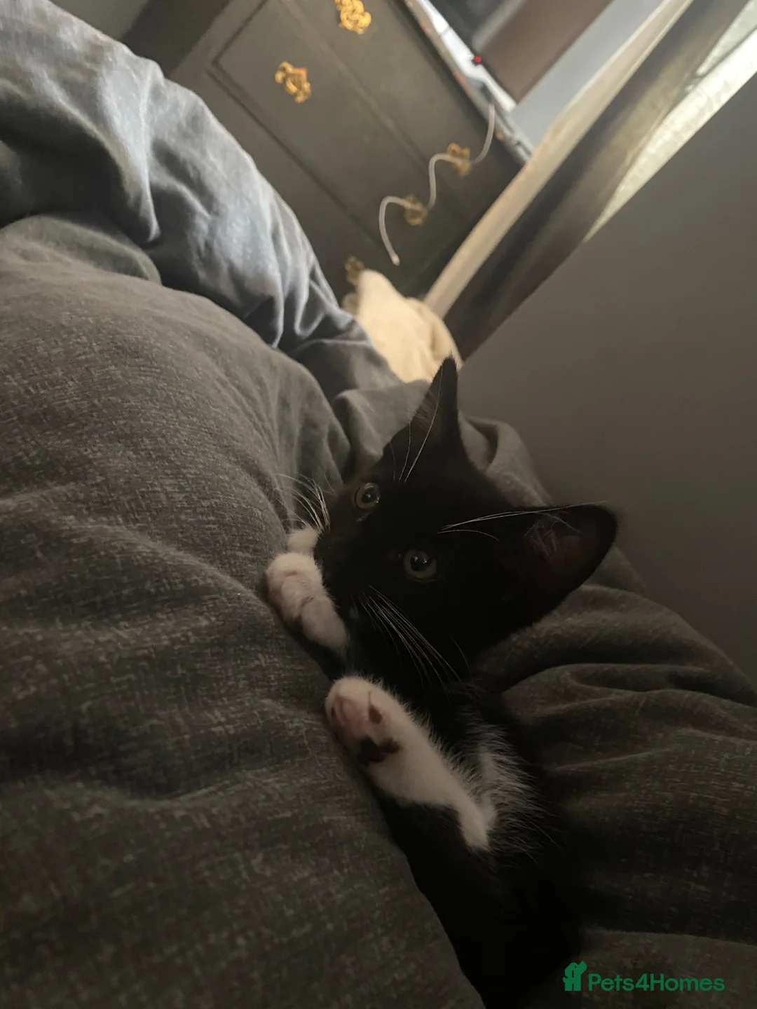 Mixed Breed cats for sale: Beautiful 10 week old kitten in Lancing - Advert 1