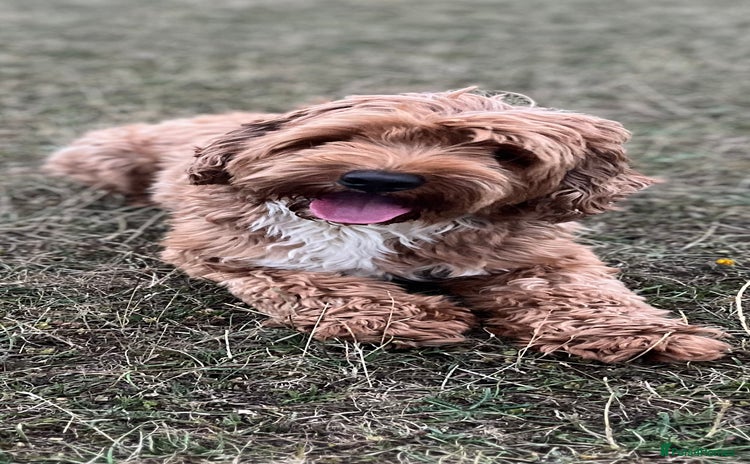 Labradoodle dogs in Bedford - Advert 1