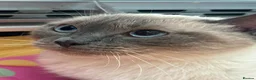 Ragdoll cats for sale: Mainecoon and ragdoll  - Advert 12