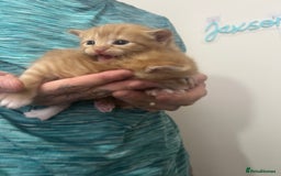 Mixed Breed cats for sale: Gorgeous kittens for sale - Image 21