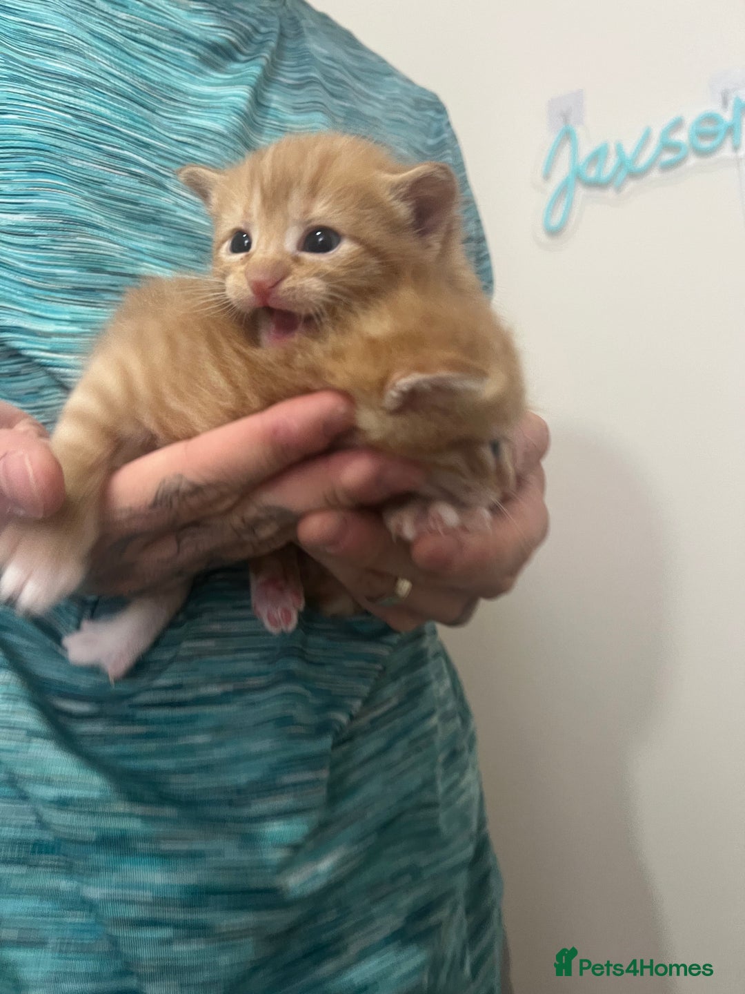 Mixed Breed cats for sale: Gorgeous kittens for sale - Image 21