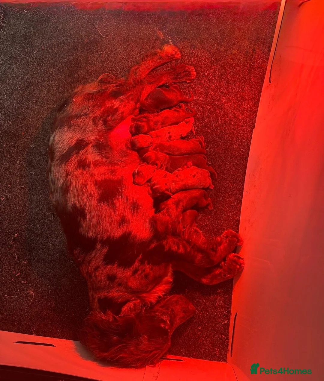 Cockapoo dogs for sale: Chocolate Phantom Cockapoo Puppies - Advert 18