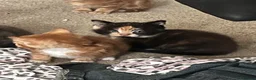 British Shorthair cats for sale: 3 ginger males and 3 dark females  - Advert 11
