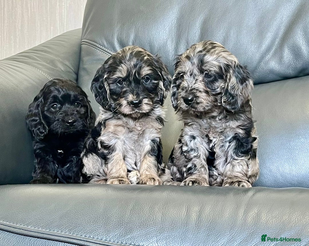 Cockapoo dogs for sale: Beautiful F1 Cockapoo puppies  - Image 1