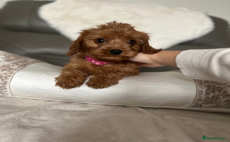 Cavapoo dogs - Advert 1