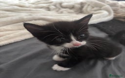 British Shorthair cats for sale: X4 male British shorthair X kittens - Image 5