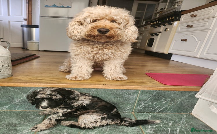 Cockapoo dogs - Advert 10