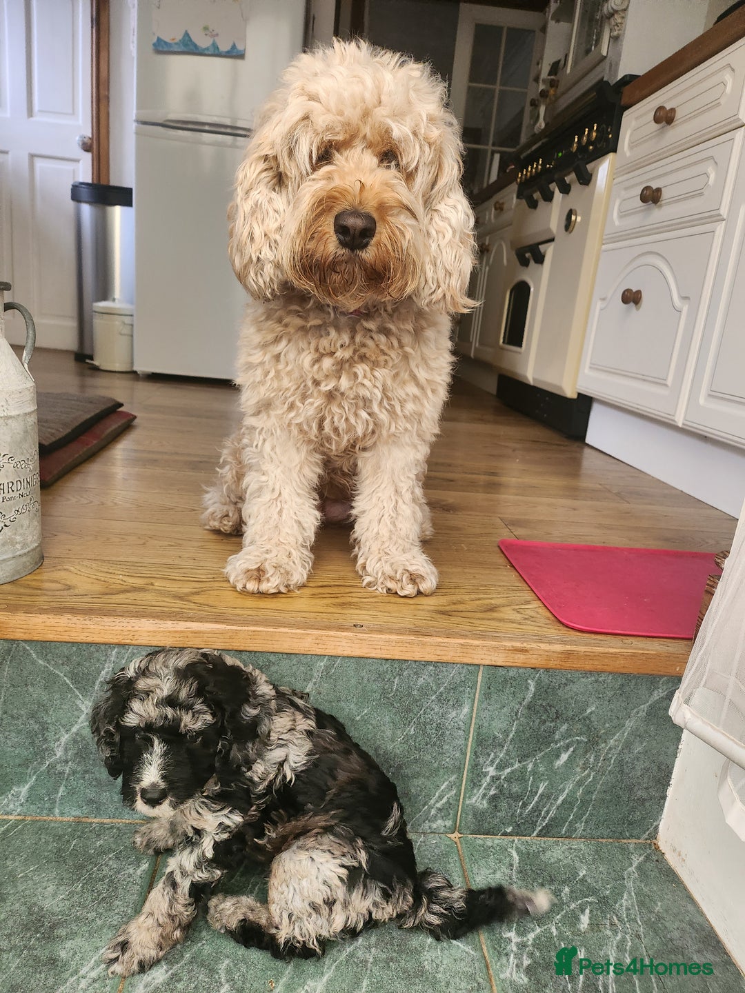 Cockapoo dogs for sale: Stunning Merle Cockapoo - Image 1