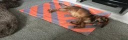 Cocker Spaniel dogs for sale: 8 month old cocker spaniel bitch  - Advert 3