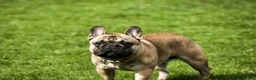 French Bulldog dogs for stud: Henri show winning red fawn stud  - Advert 8