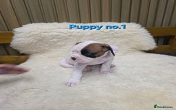 Boxer dogs for sale: KC REGISTERED Puppies-1x Gourgess Puppy available - Image 20