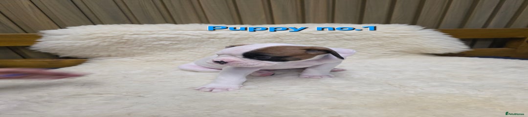 Boxer Puppy 1