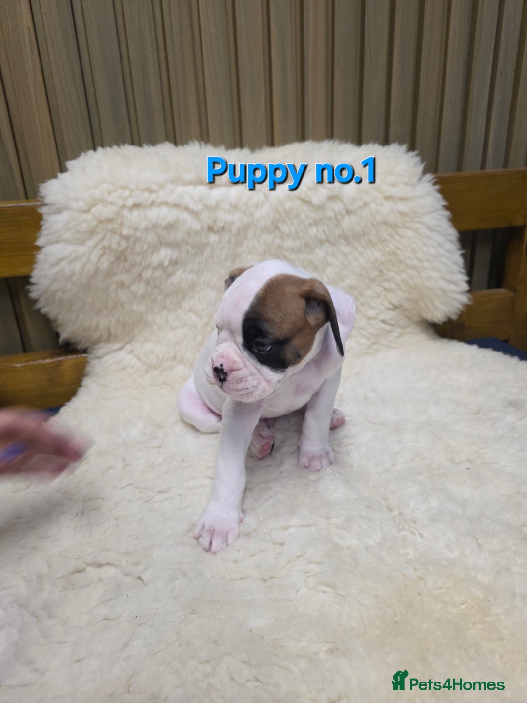 Boxer dogs for sale: KC REGISTERED Puppies-1x Gourgess Puppy available - Image 20