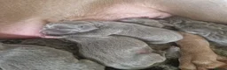 Weimaraner dogs for sale: Kc blue weimaraner puppies  - Advert 3