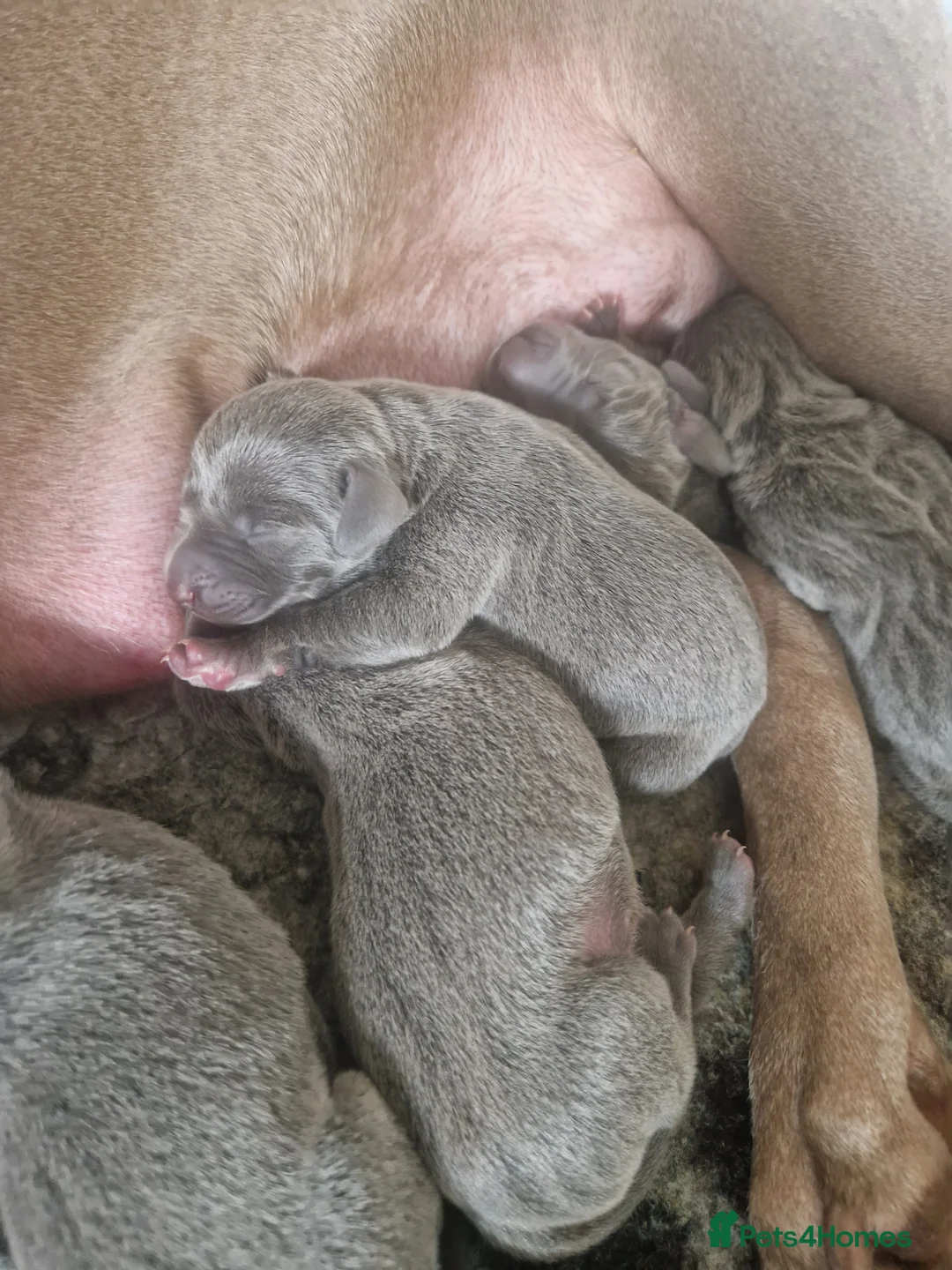 Weimaraner dogs for sale: Kc blue weimaraner puppies  - Advert 3
