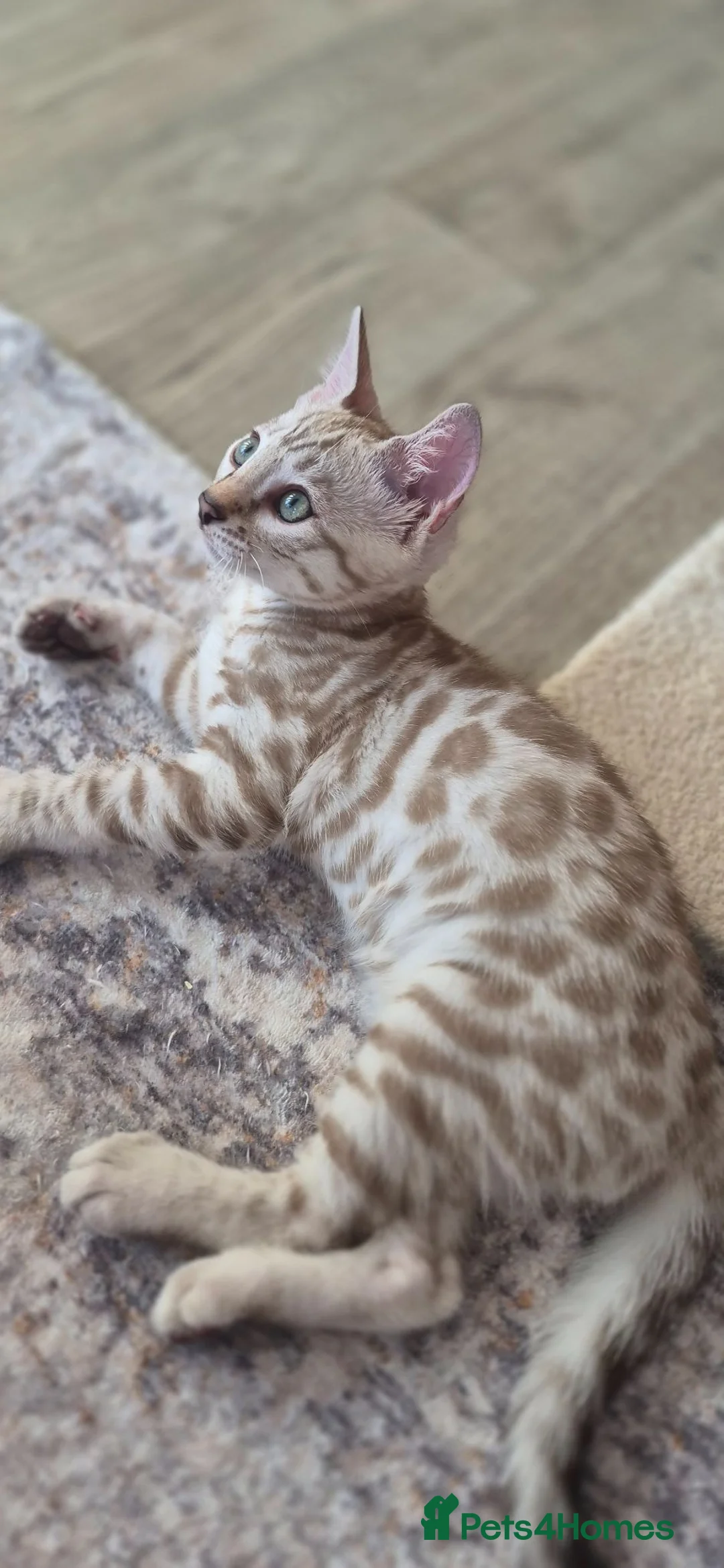 Bengal cats for sale: Last kitten left!! Seal Silver Mink Bengal Kitten - Advert 1