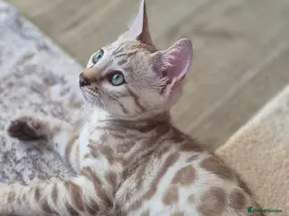 Bengal cats Last kitten left!! Seal Silver Mink Bengal Kitten - Advert 1