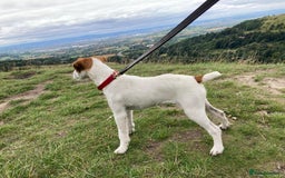 Parson Russell dogs for sale: Quality Parson Russell terrier pups - Image 10