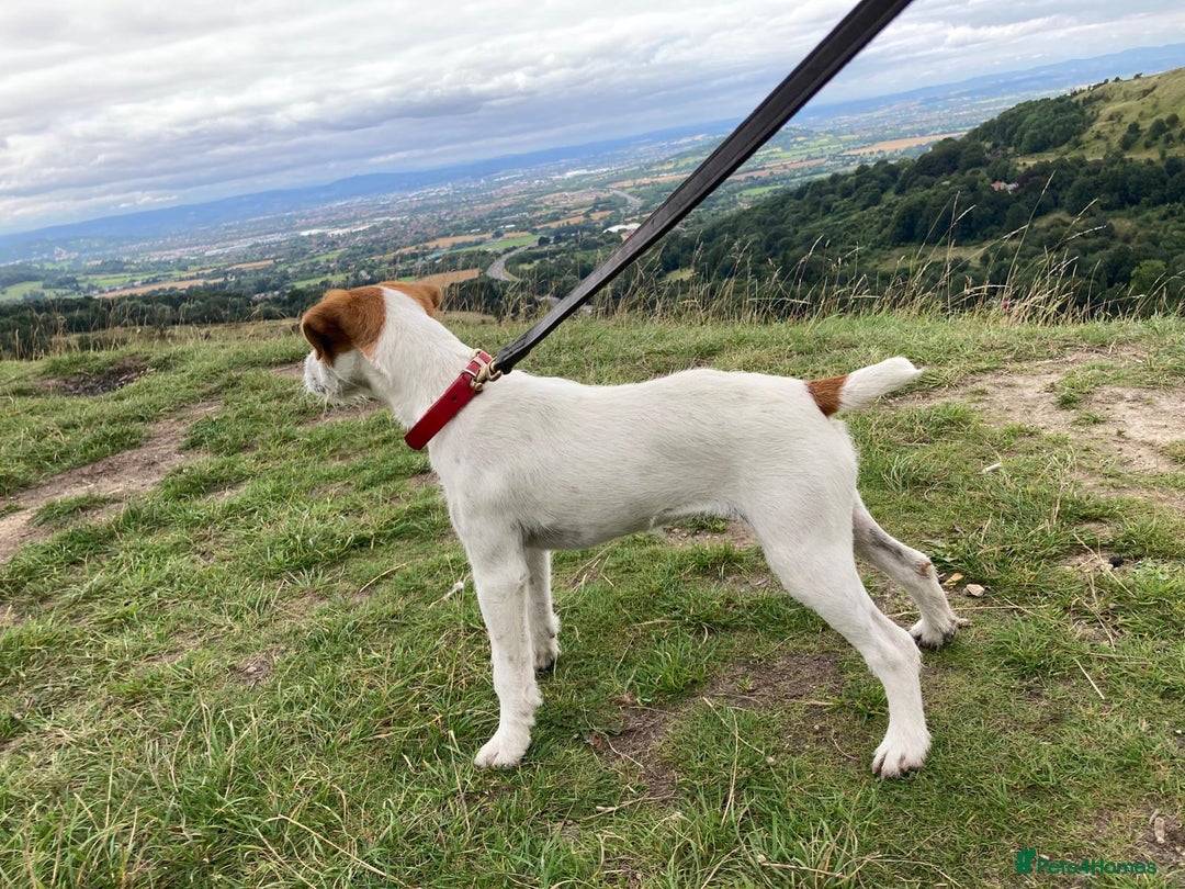 Parson Russell dogs for sale: Quality Parson Russell terrier pups - Image 10