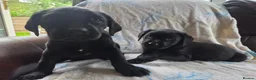 Labrador Retriever dogs for sale: Chocolate and black KC registered labrador pups - Advert 6