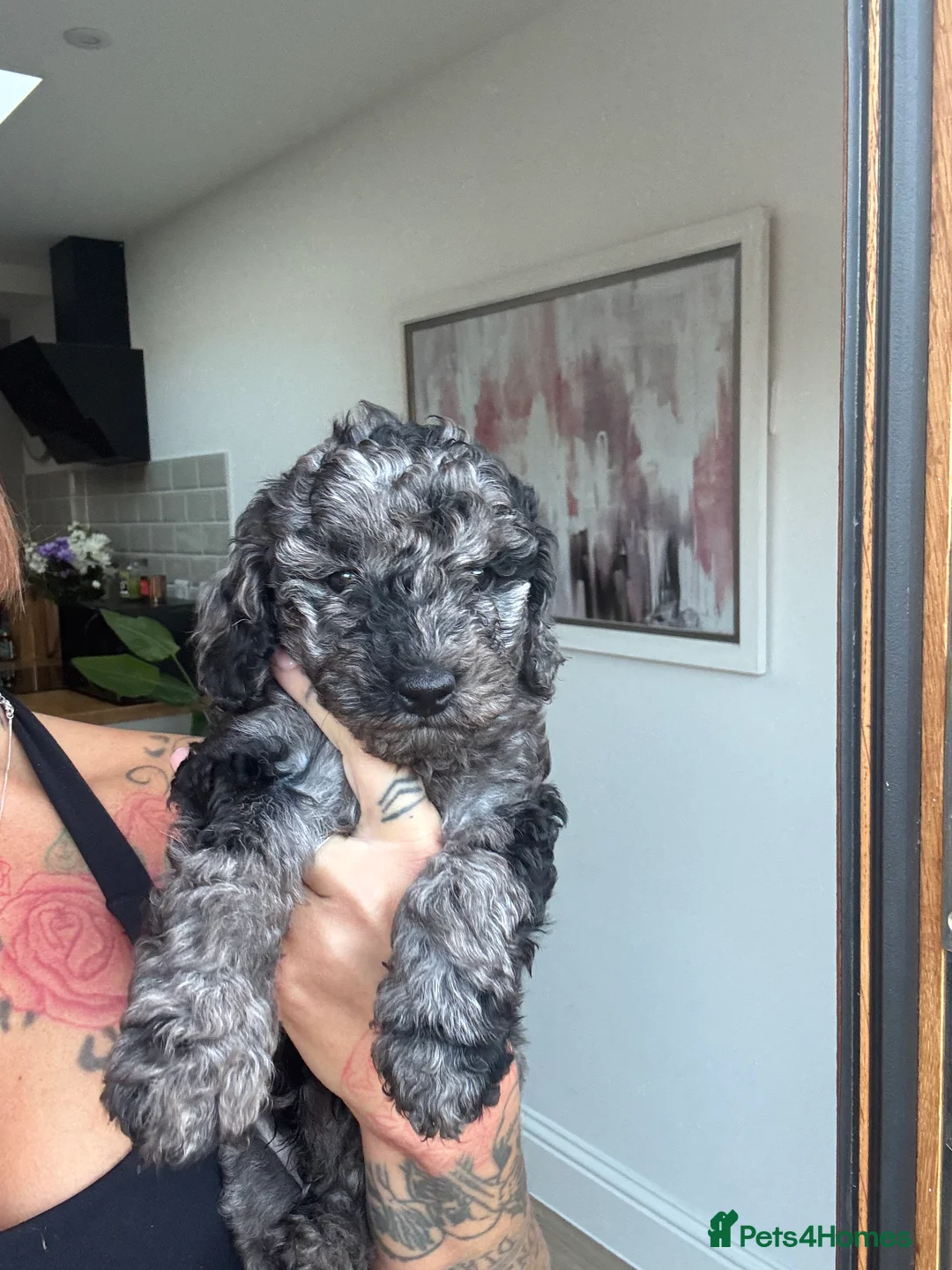 Cavapoochon dogs for sale: MERLE CAVAPOOCHON READY NOW  - Advert 1