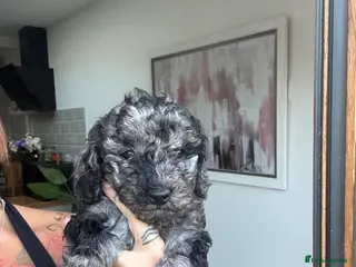 Cavapoochon dogs MERLE CAVAPOOCHON READY NOW - Advert 3