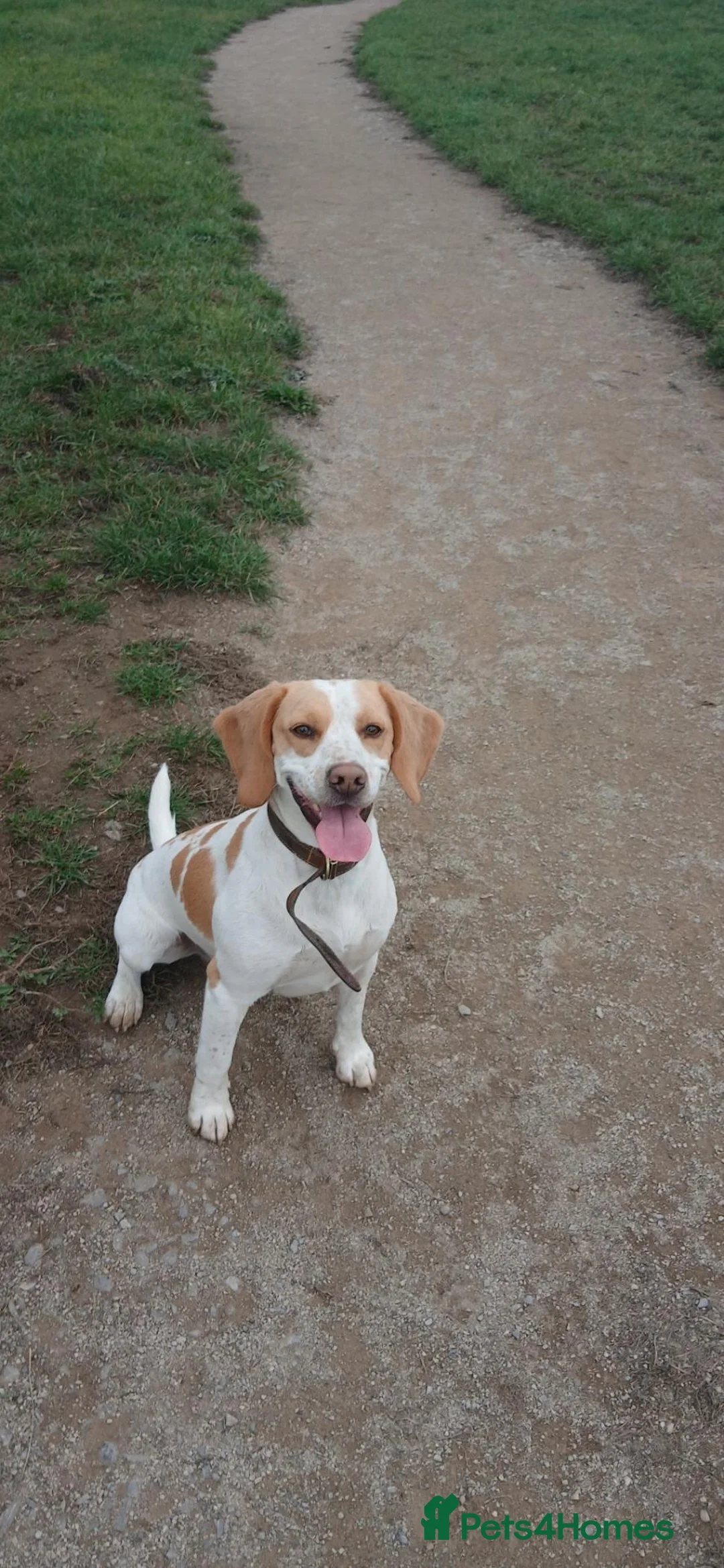 Mixed Breed dogs for sale: Spaniel x beagle  - Advert 2