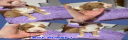 Australian Labradoodle dogs for sale: Fully health tested Australian Labradoodle puppies - Advert 17
