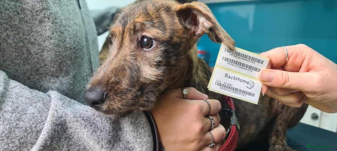 Lurcher dogs for sale: 3 male brindle Lurcher puppies for urgent sale - Advert 5