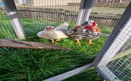 Chickens poultry for sale: Serama - Image 1