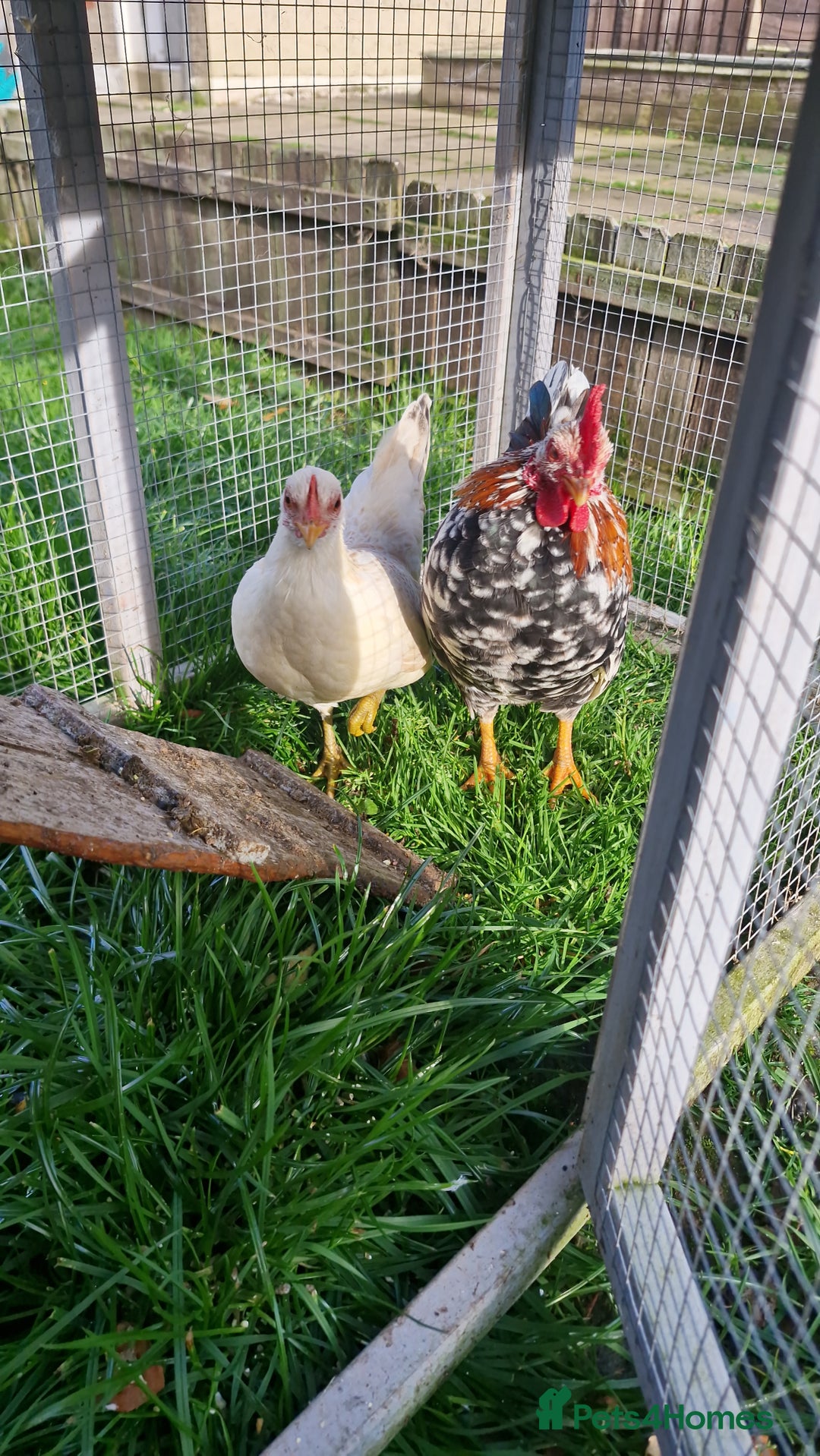 Chickens poultry for sale: Serama - Image 1