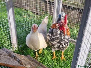 Chickens poultry - Advert 1