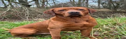 Labrador Retriever dogs for sale: KC Litter of Labradors  - Advert 6