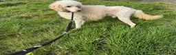 Toy Poodle dogs for sale: Toy poodle pups  - Advert 2