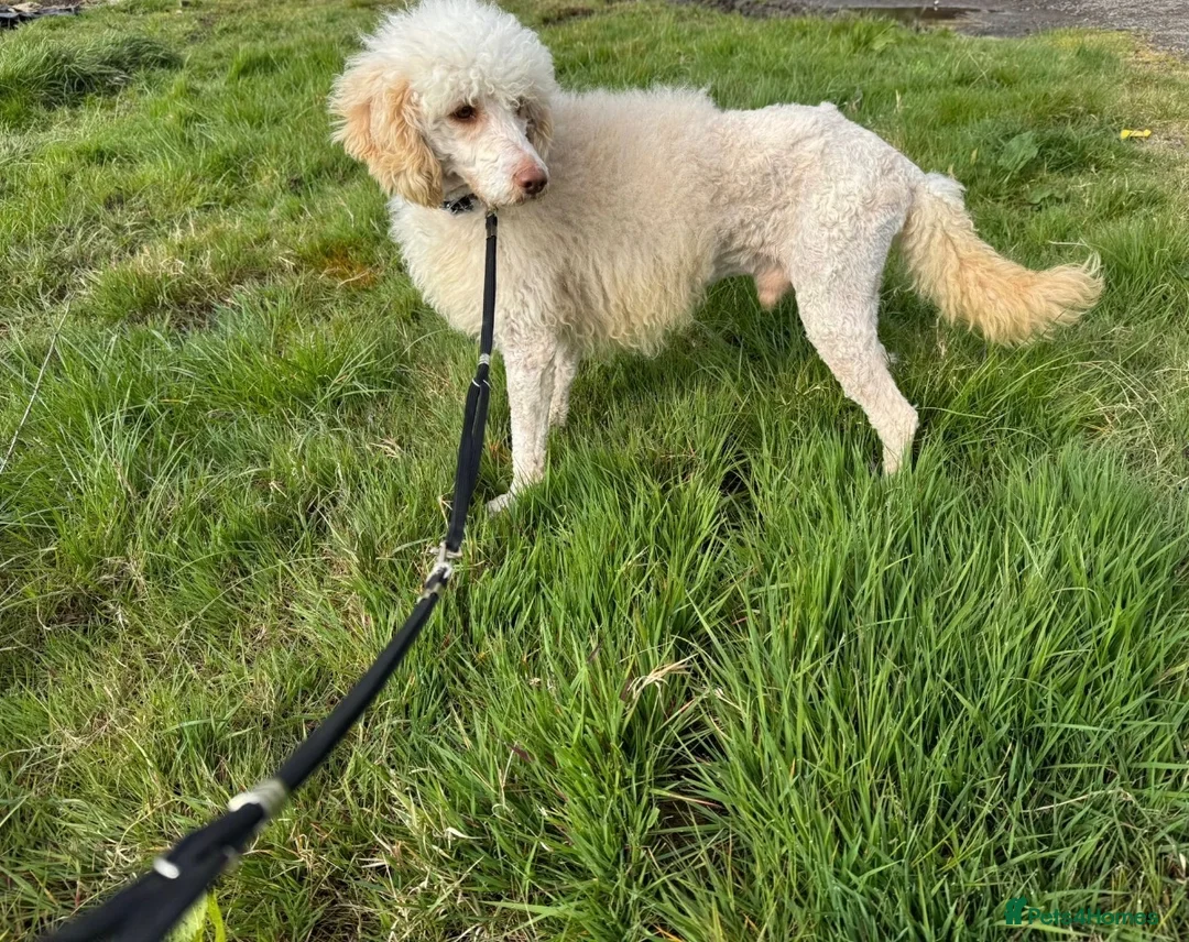 Toy Poodle dogs for sale: Toy poodle pups  - Advert 2