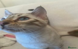 Bengal cats for sale: OUTSTANDING TICA reg BENGAL KITTENS - Advert 15