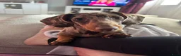 Miniature Dachshund dogs for stud: Miniature Dachshund for Stud - Advert 3