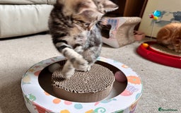 Mixed Breed cats for sale: Lovely bengal mix kittens: tabby, ginger, black - Image 25
