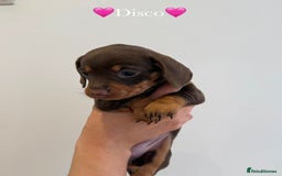 Dachshund dogs for sale: dachshund puppy’s for sale - Image 23