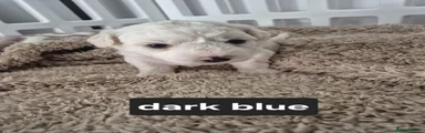 Bichon Frise Dark Blue