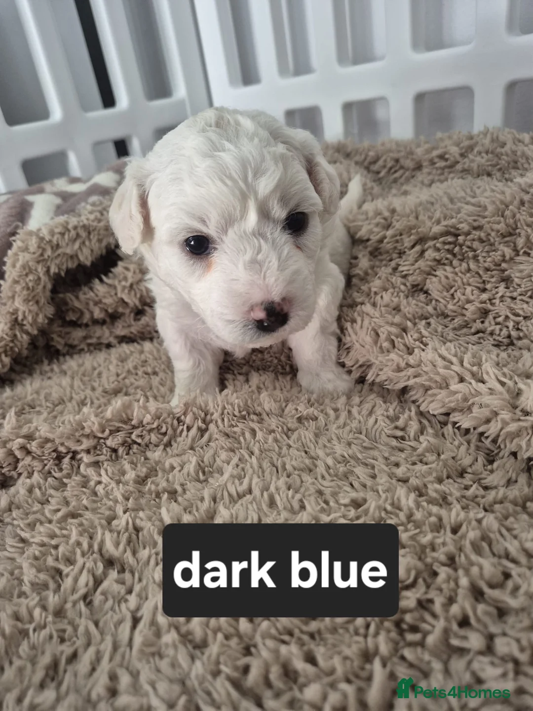 Bichon Frise dogs for sale: Bichon Frise READY TO LEAVE  - Advert 19