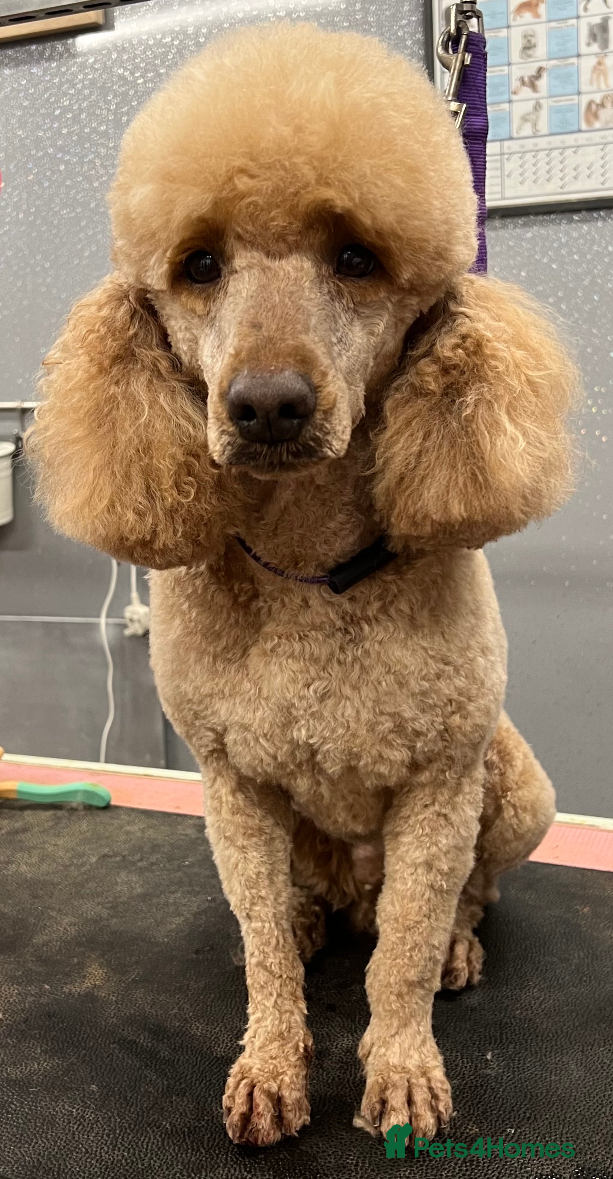 Miniature Poodle dogs Miniature Poodle for Stud, Lincolnshire  in Grimsby - Advert 2