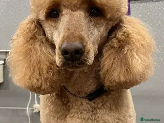 Miniature Poodle dogs Miniature Poodle for Stud, Lincolnshire in Grimsby - Advert 2