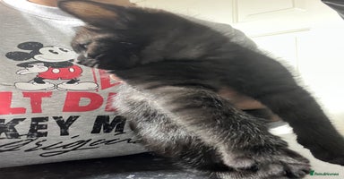 Ragdoll cats URGENT Ragdoll kittens x1 Last one 🫶🏽 - Advert 13