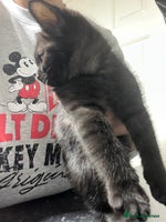 Ragdoll cats URGENT Ragdoll kittens x1 Last one 🫶🏽 - Advert 13