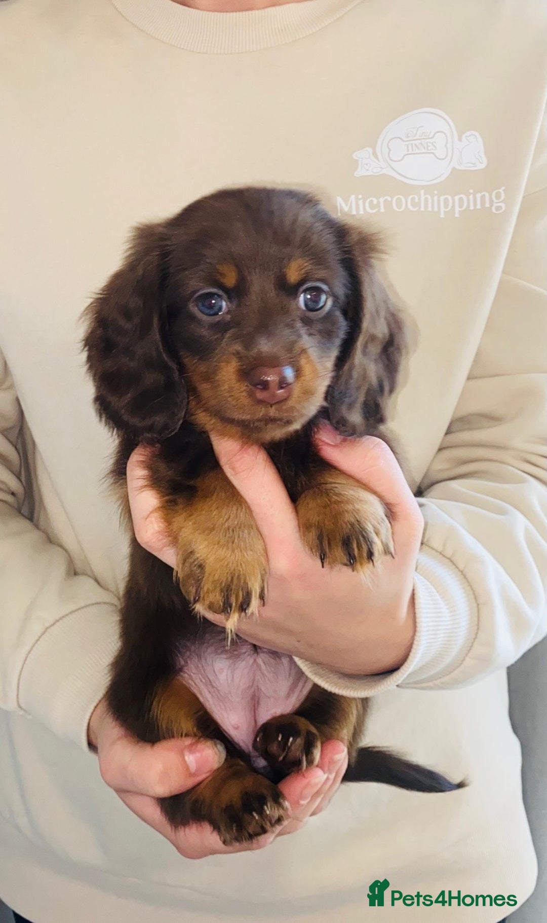 Miniature Dachshund dogs for sale: KC Championship line miniature dachshunds  - Image 28