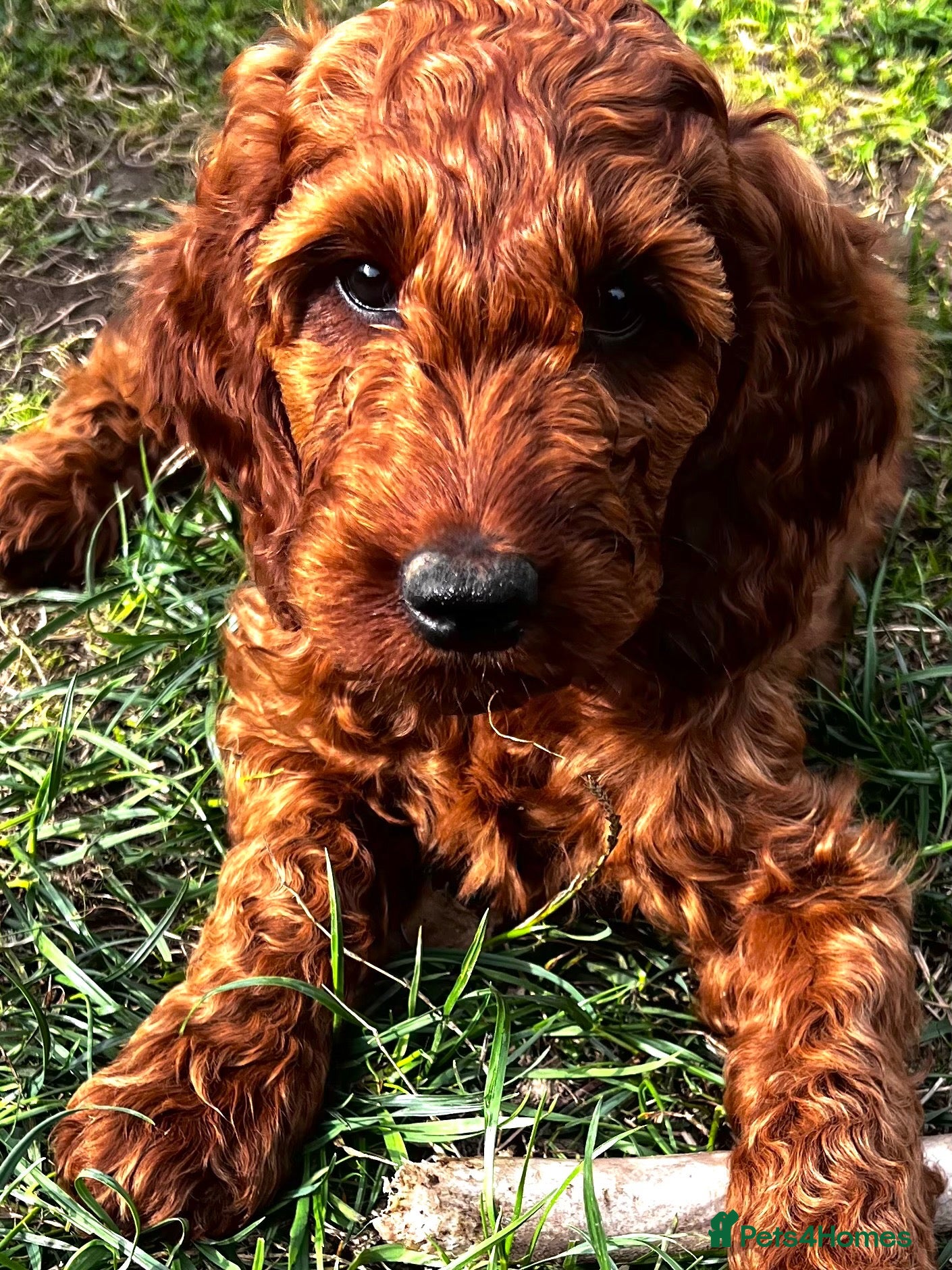 Irish Doodle dogs for sale: Doodles Miniature Poodle cross Irish Red Setter,  - Advert 1