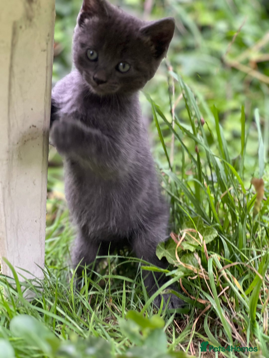 Mixed Breed cats for sale: Four Little Pawsomes Looking for Forever Homes!  - Image 1