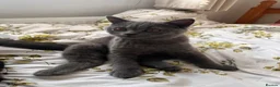 British Shorthair cats for sale: Purebred Brtish Shorthair - Advert 14