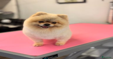 Pomeranian dogs Stunning Pomeranian Boy  - Advert 6